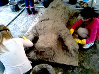 Betonarbeit am Schwein